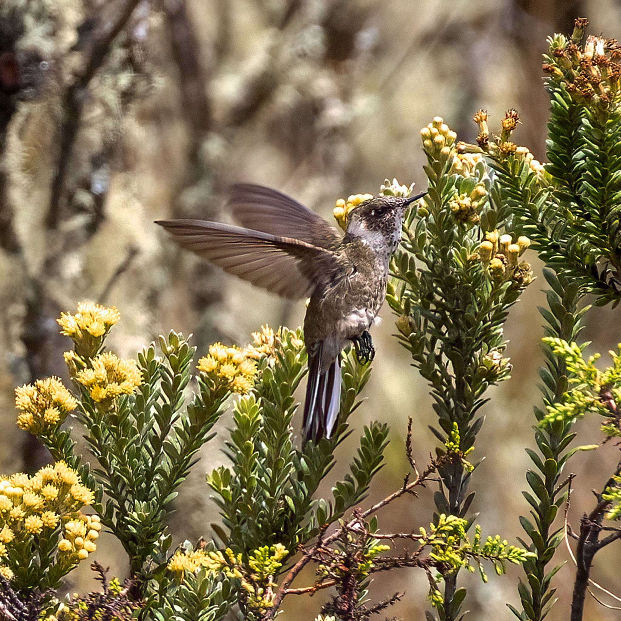 Green-bearded Helmetcrest (Oxypogon guerinii), photo 4