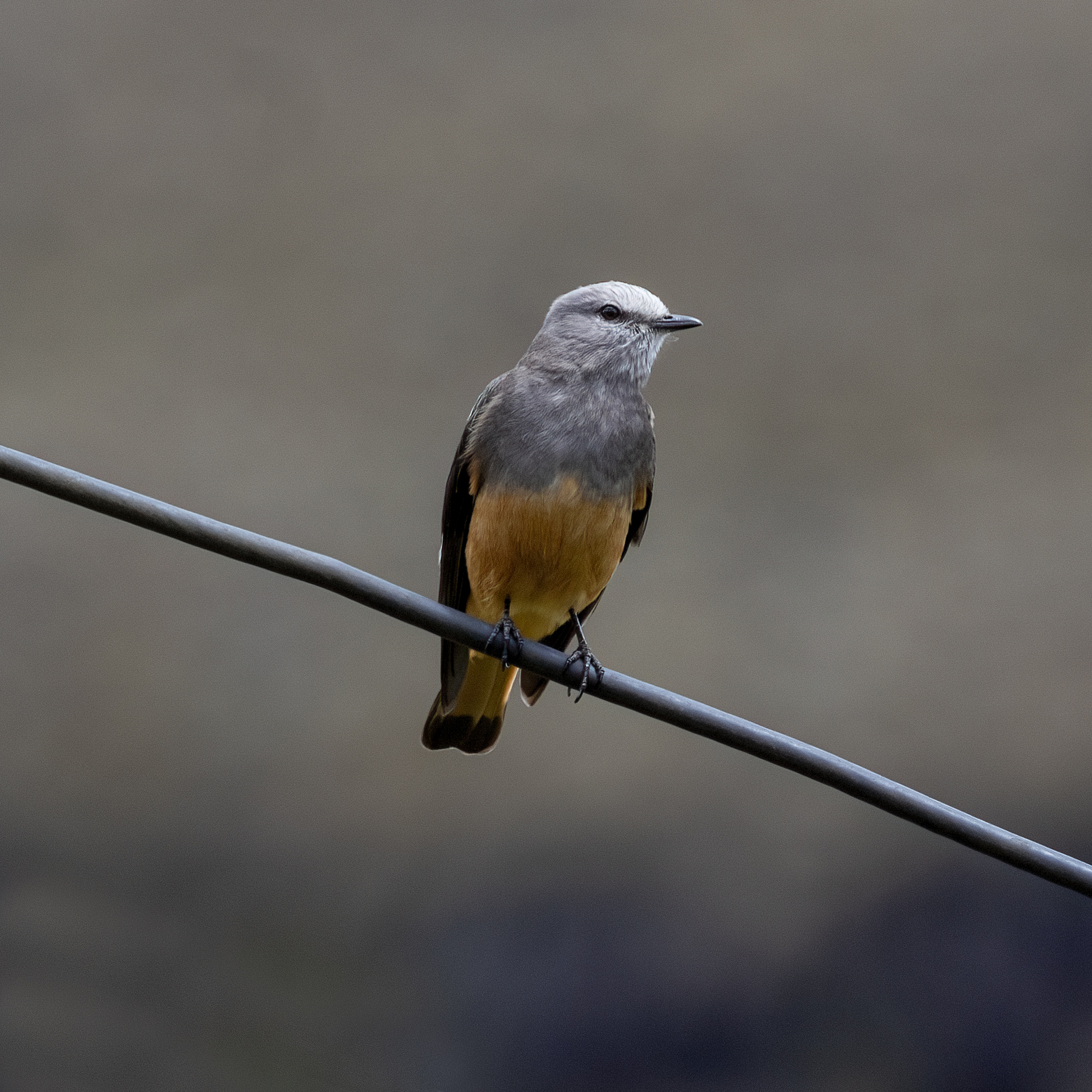 Red-rumped Bush Tyrant (Cnemarchus erythropygius), photo 10
