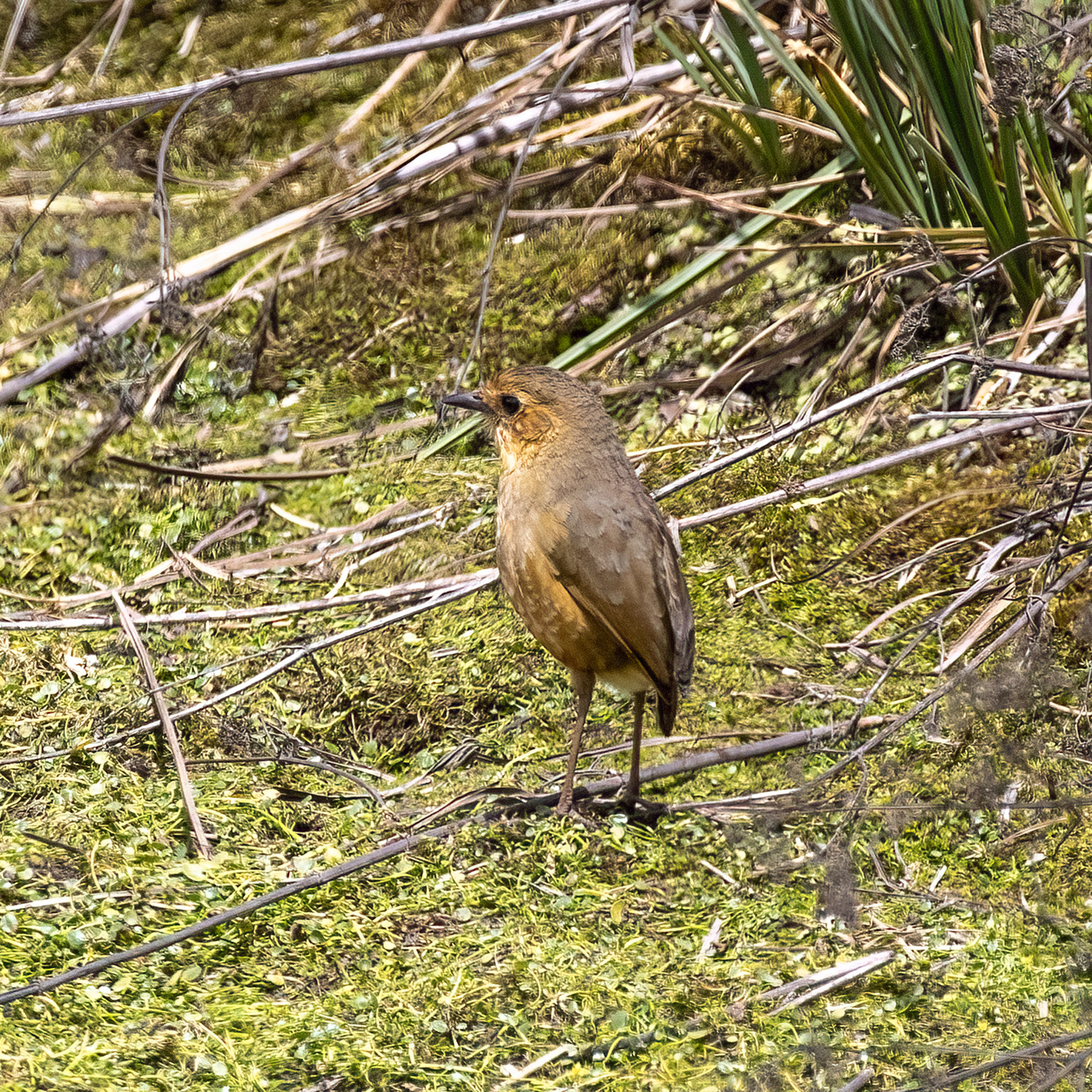 Boyaca Antpitta (Grallaria alticola), photo 4