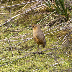 Boyaca Antpitta photo 4