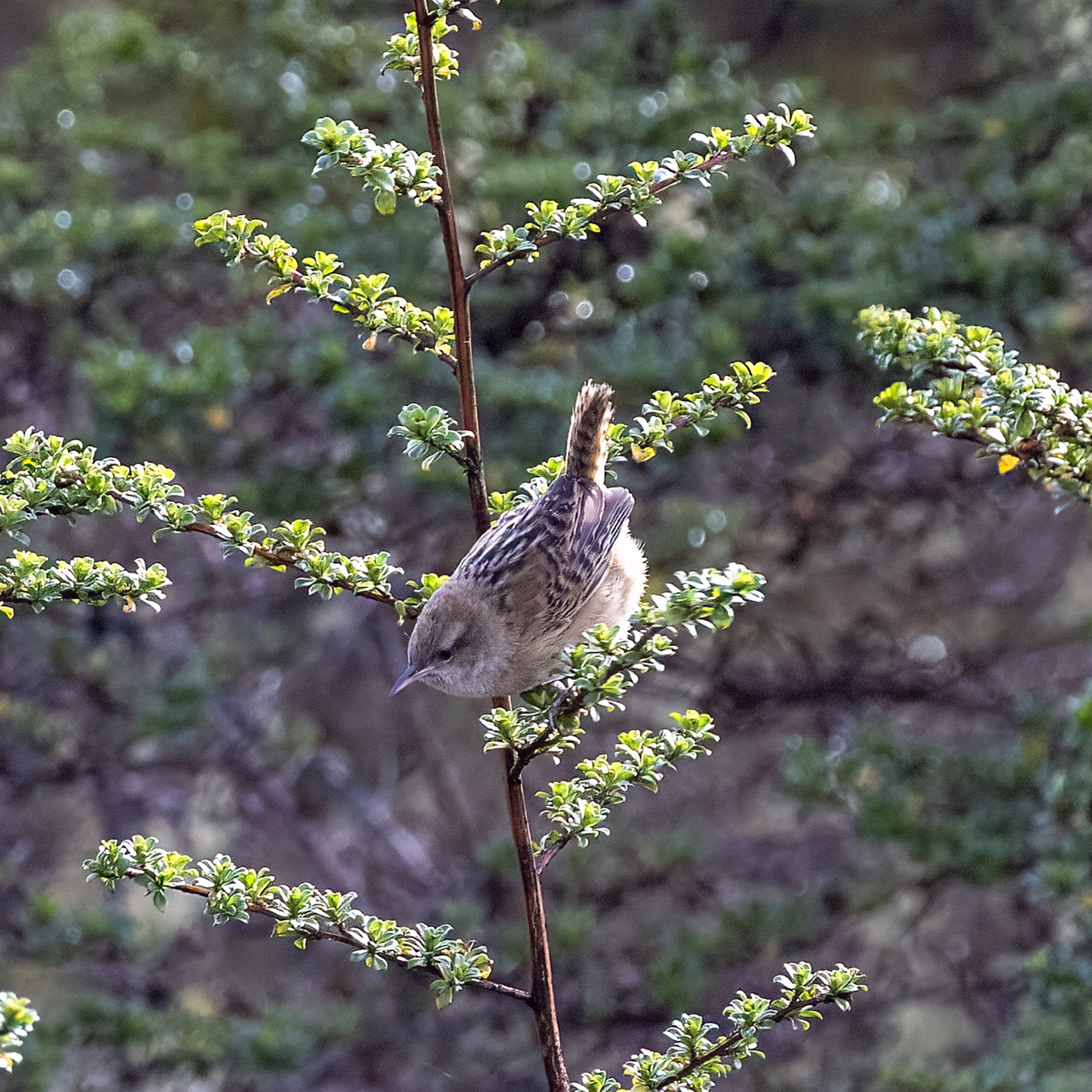 Apolinar's Wren illustration
