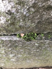 Parthenocissus tricuspidata