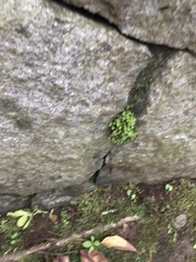 Parthenocissus tricuspidata