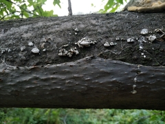 Yponomeuta evonymella
