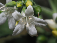 © Barry Sullender, some rights reserved (CC-BY-NC)