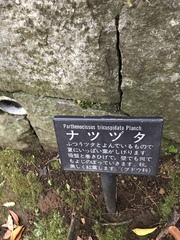 Parthenocissus tricuspidata