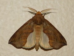 Oraesia triobliqua