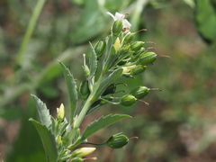 © Barry Sullender, some rights reserved (CC-BY-NC)