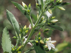 © Barry Sullender, some rights reserved (CC-BY-NC)