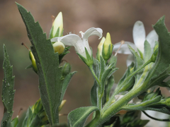 © Barry Sullender, some rights reserved (CC-BY-NC)