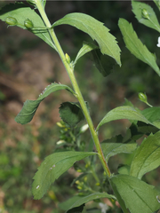 © Barry Sullender, some rights reserved (CC-BY-NC)