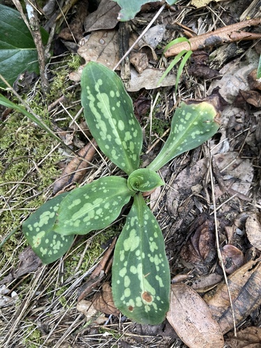 Stenorrhynchos albidomaculatum, photograph 2