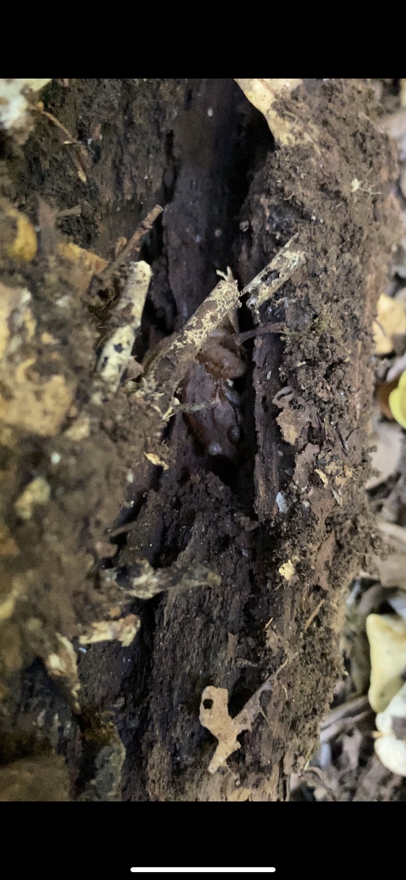 Eupsophus roseus (Duméril & Bibron, 1841)