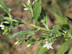 © Barry Sullender, some rights reserved (CC-BY-NC)