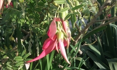 Clianthus maximus