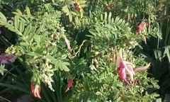 Clianthus maximus
