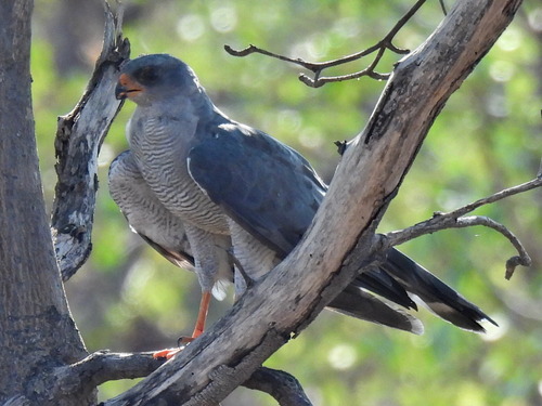 Ovambo Sparrowhawk