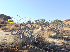 Pachypodium gracilius image