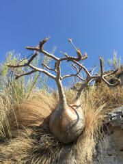 Pachypodium gracilius image