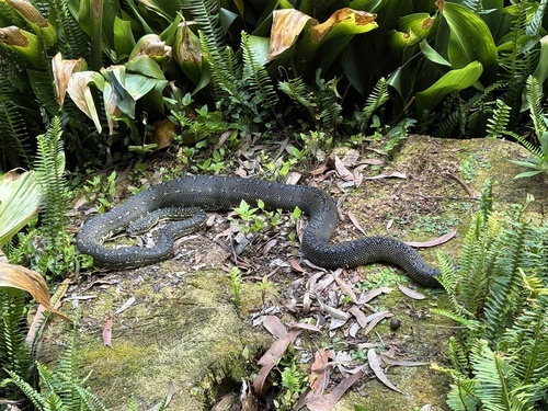 Diamond Python sighting