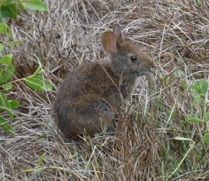 Valeri Rabbit Marsh Rabbit from Florida, Lee, Sanibel Island, J. N.