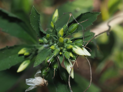 © Barry Sullender, some rights reserved (CC-BY-NC)