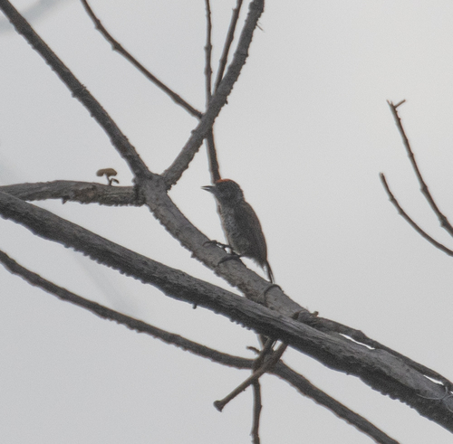 White-bellied Piculet (Picumnus spilogaster), photo 5