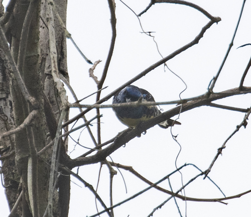 Turquoise Tanager (Tangara mexicana), photo 4