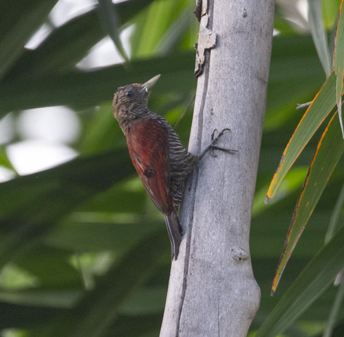 Blood-colored Woodpecker (Veniliornis sanguineus), photo 2