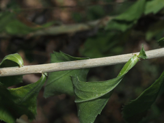 © Barry Sullender, some rights reserved (CC-BY-NC)