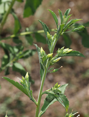 © Barry Sullender, some rights reserved (CC-BY-NC)