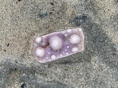 Strongylocentrotus purpuratus