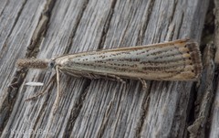 Agriphila plumbifimbriellus