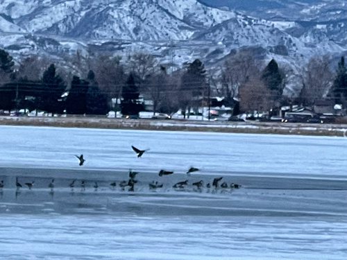 Canada Goose photographed in Colorado