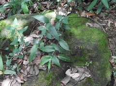 Oplismenus compositus