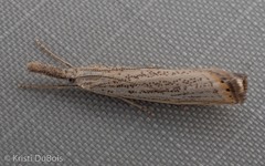 Agriphila plumbifimbriellus