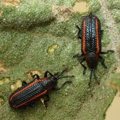 Microrhopala rubrolineata