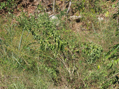 © Barry Sullender, some rights reserved (CC-BY-NC)