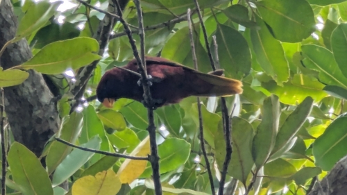 Pohnpei Lorikeet (Trichoglossus rubiginosus)
