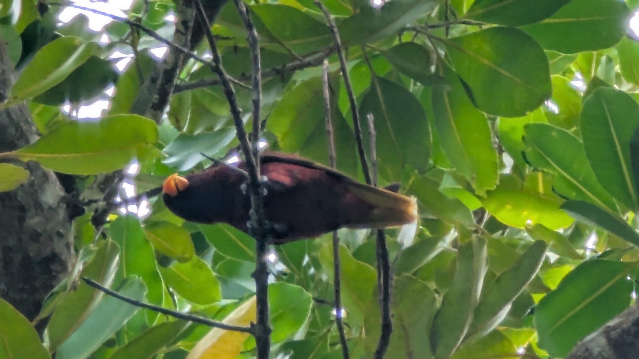 Pohnpei Lorikeet (Trichoglossus rubiginosus), photo 2