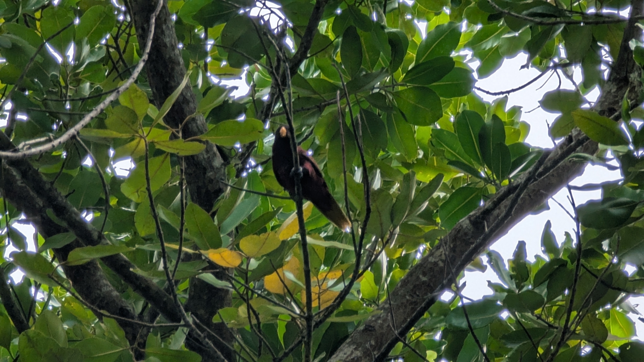 Pohnpei Lorikeet (Trichoglossus rubiginosus), photo 7