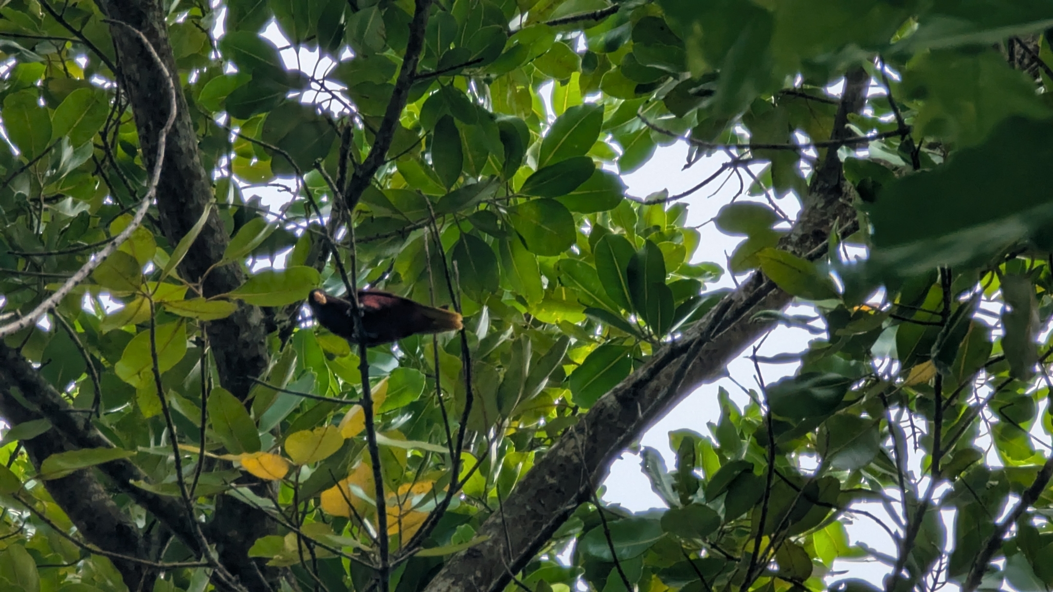Pohnpei Lorikeet (Trichoglossus rubiginosus), photo 8