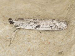 Phycitodes mucidella