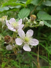 Rubus nemoralis