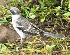 Mimus parvulus parvulus