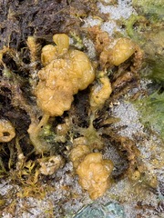 Leathesia marina