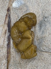 Leathesia marina