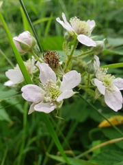 Rubus nemoralis