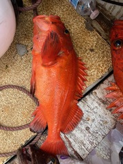Sebastes ruberrimus