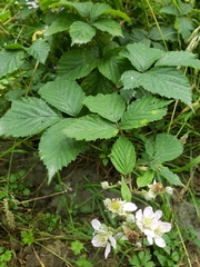 Rubus nemoralis